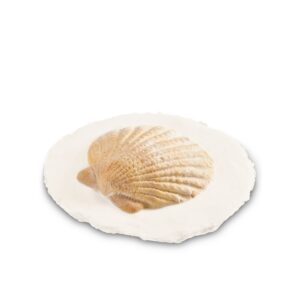 Shell Biodegradable Keepsake